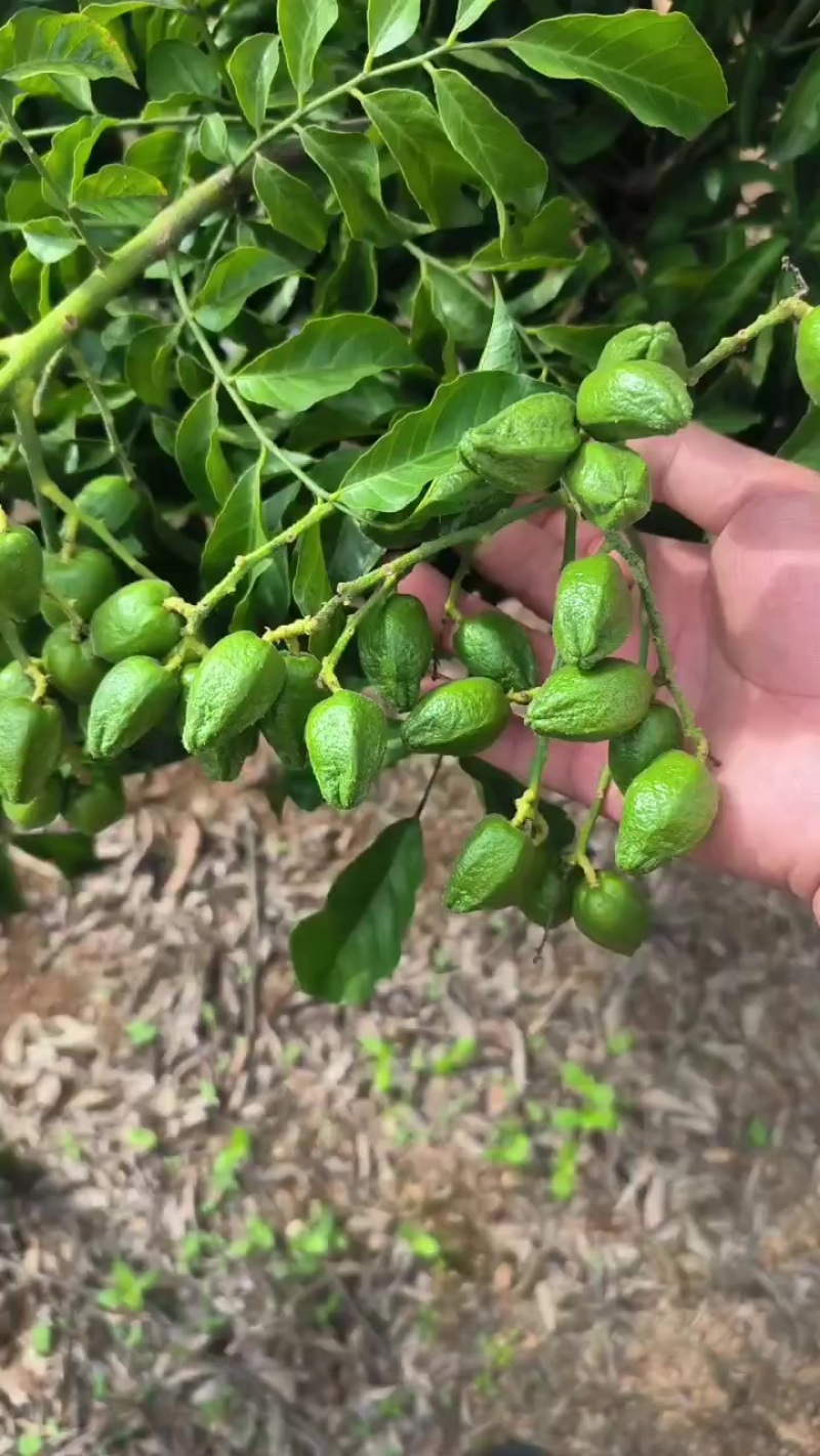 黄皮