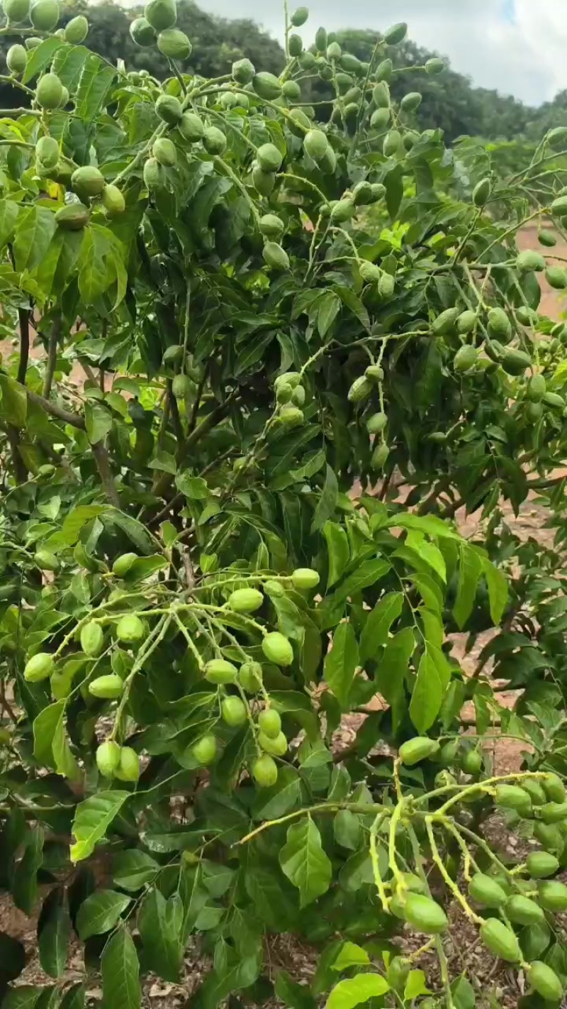 黄皮