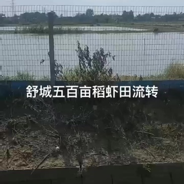 舒城五百亩稻虾田流转，公司合同，可签五年，没有补贴保险有