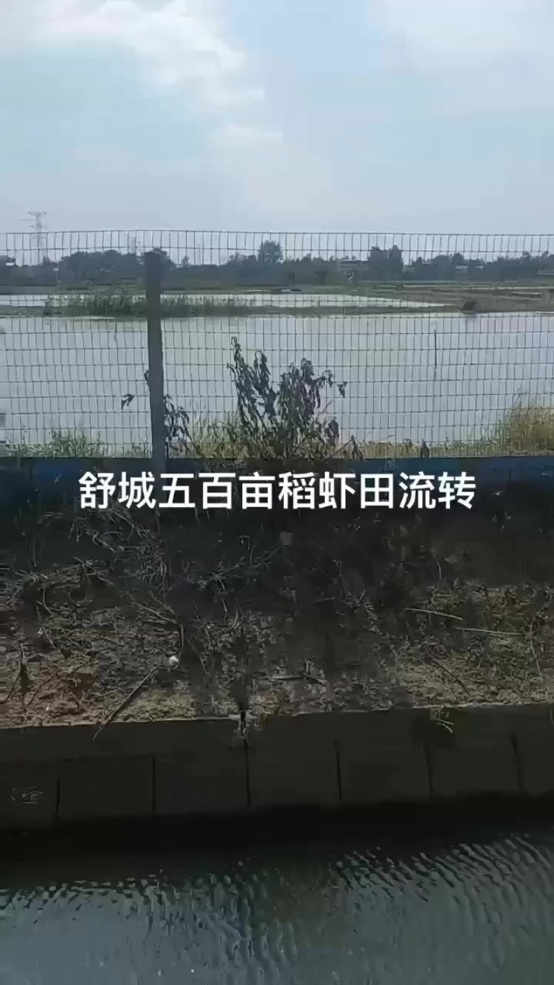 舒城五百亩稻虾田流转，公司合同，可签五年，没有补贴保险有