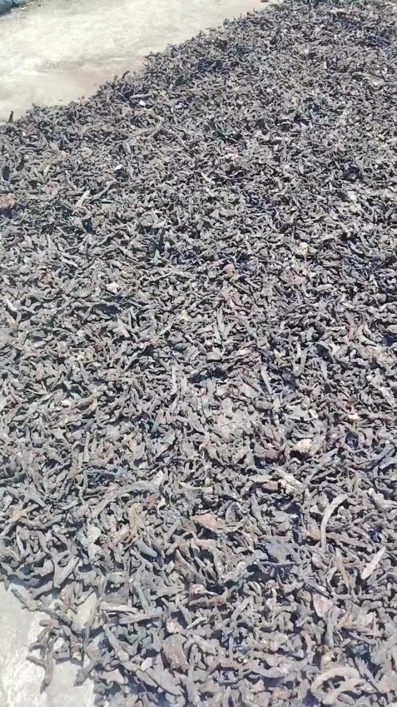 爬岩姜
