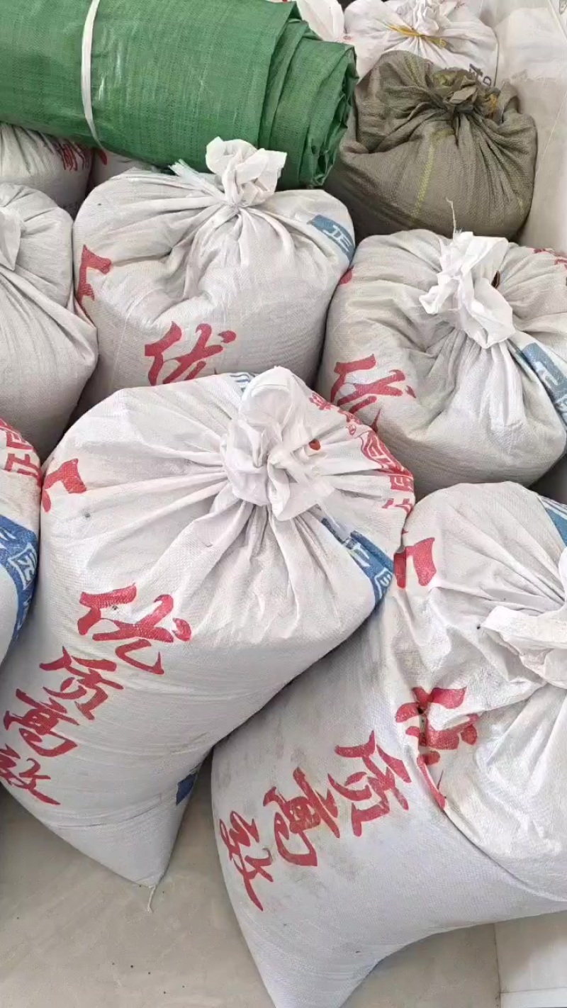 今年新收油菜籽