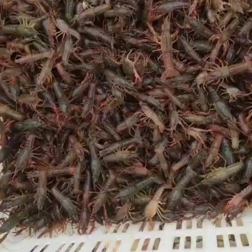 龙虾