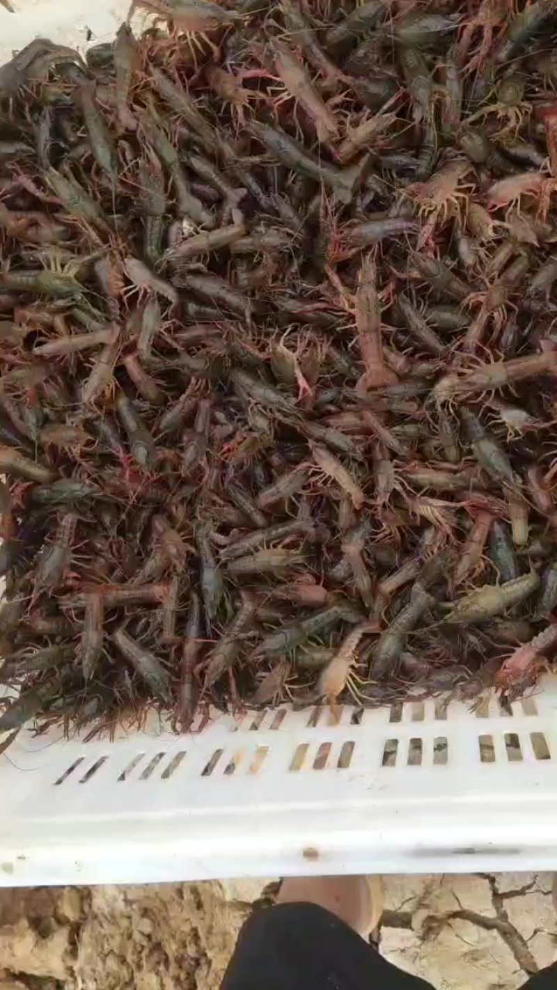 龙虾