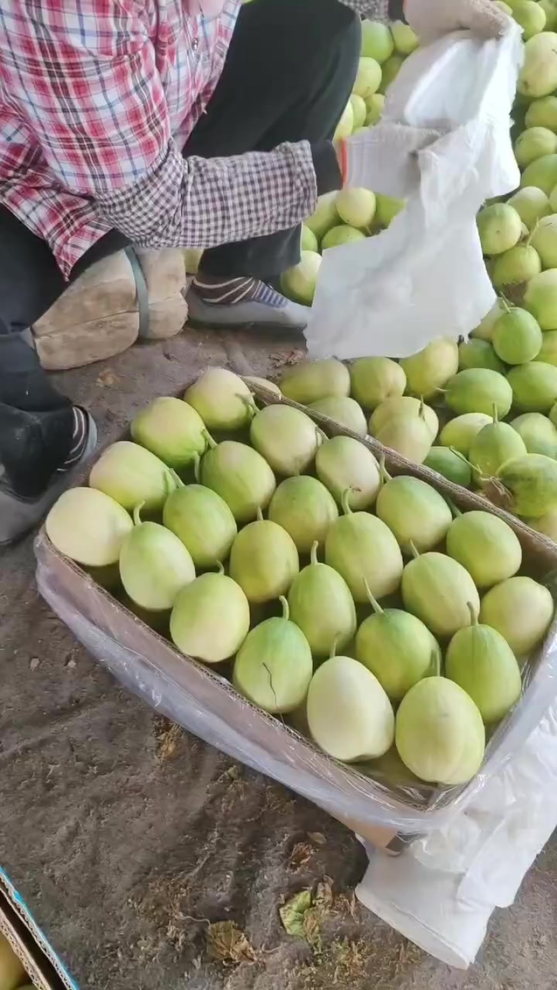 香瓜