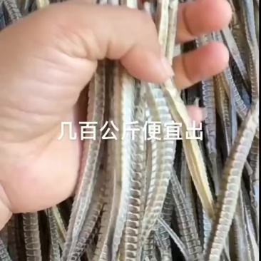 海龙