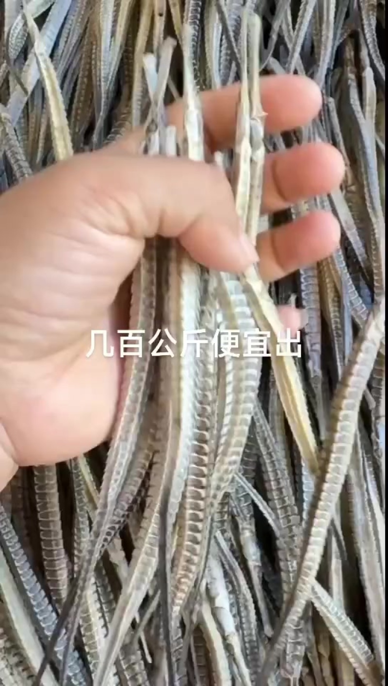 海龙