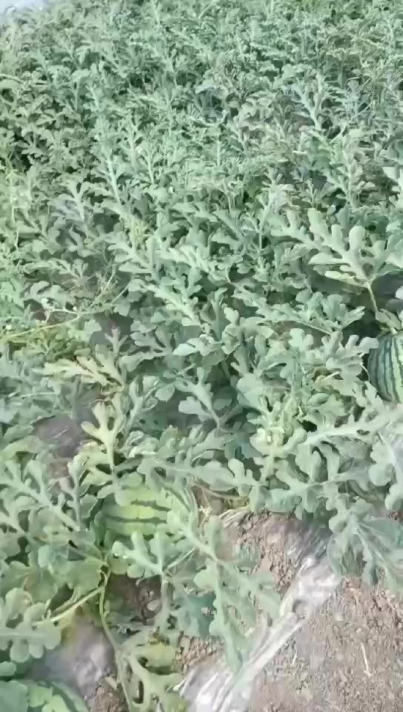 精品美都