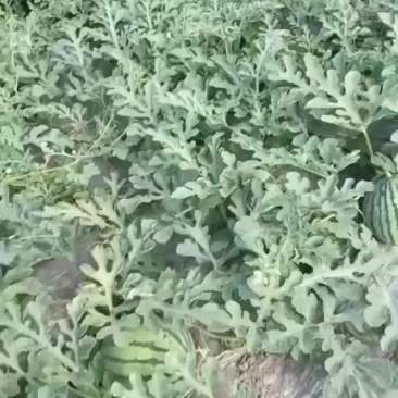 精品美都