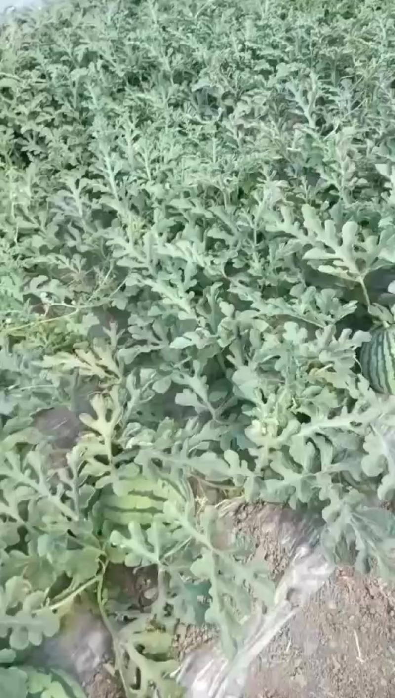 精品美都