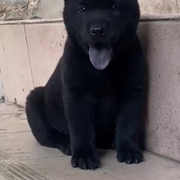 精品中华田园犬五黑犬