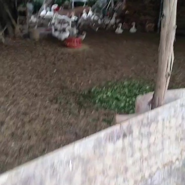 家鹅