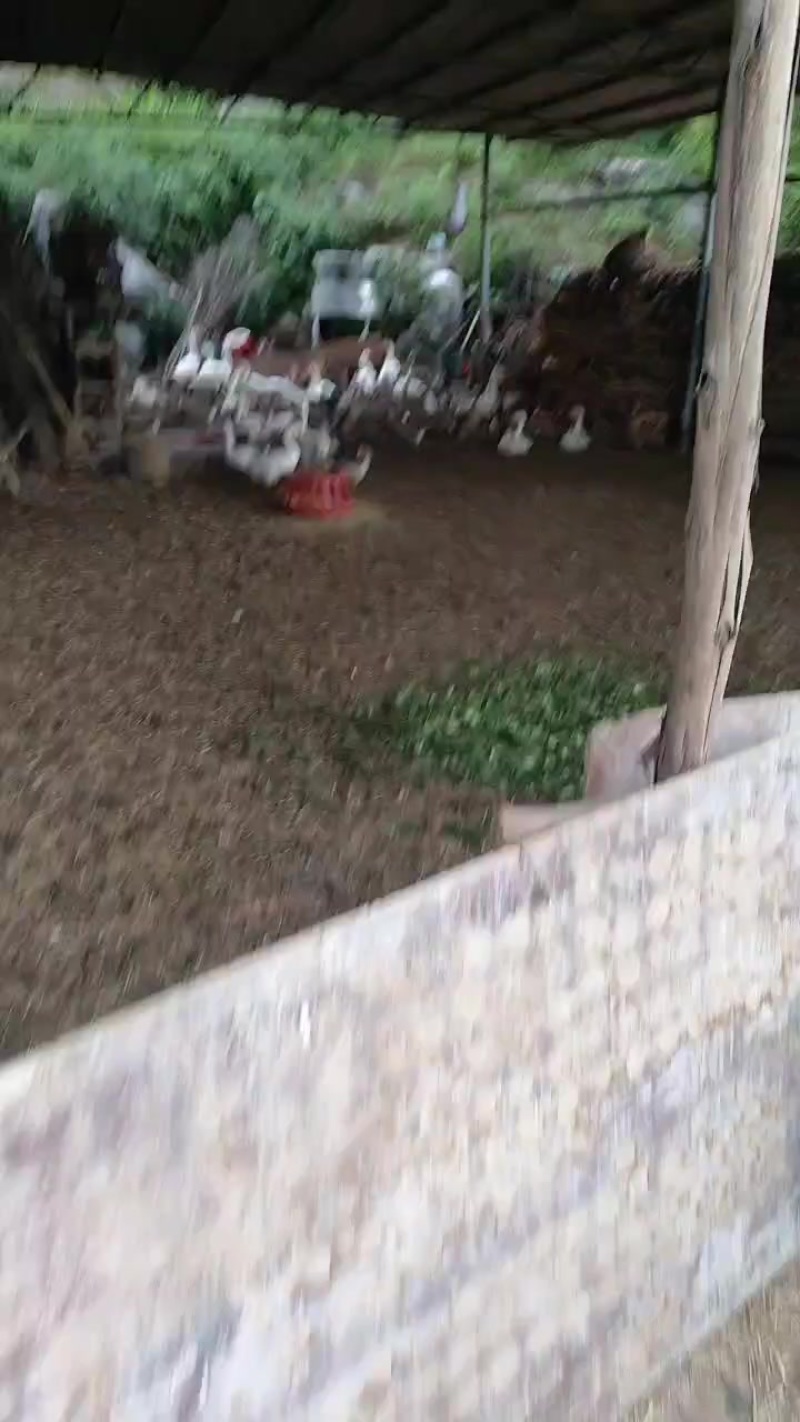 家鹅