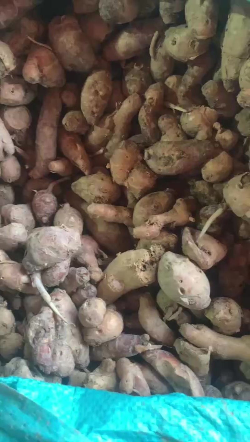 小沙姜食品加工用姜
