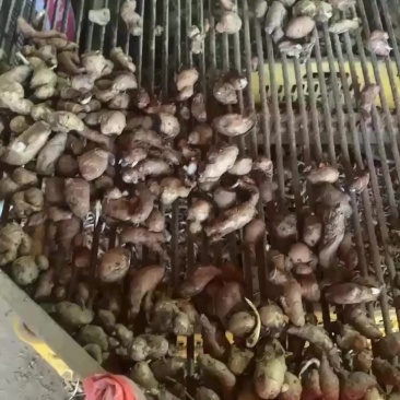 小沙姜食品加工用姜