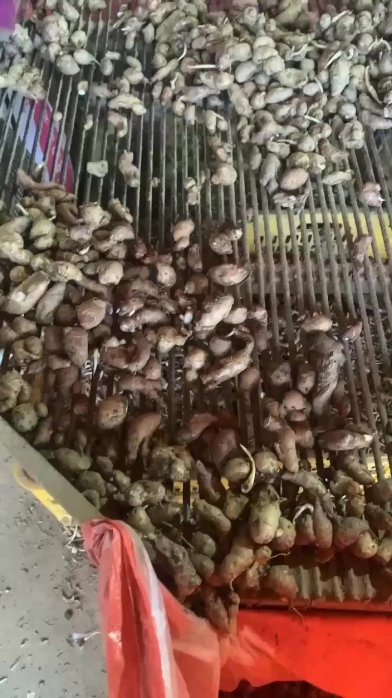 小沙姜食品加工用姜
