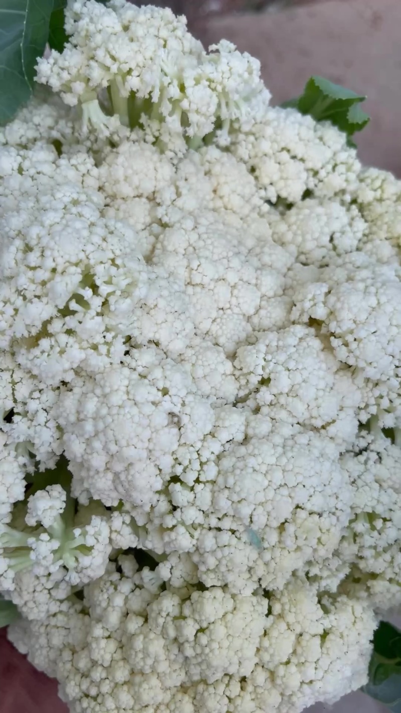 青梗松花