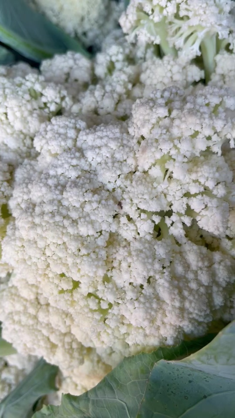 青梗松花