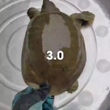鳖枪打的甲鱼