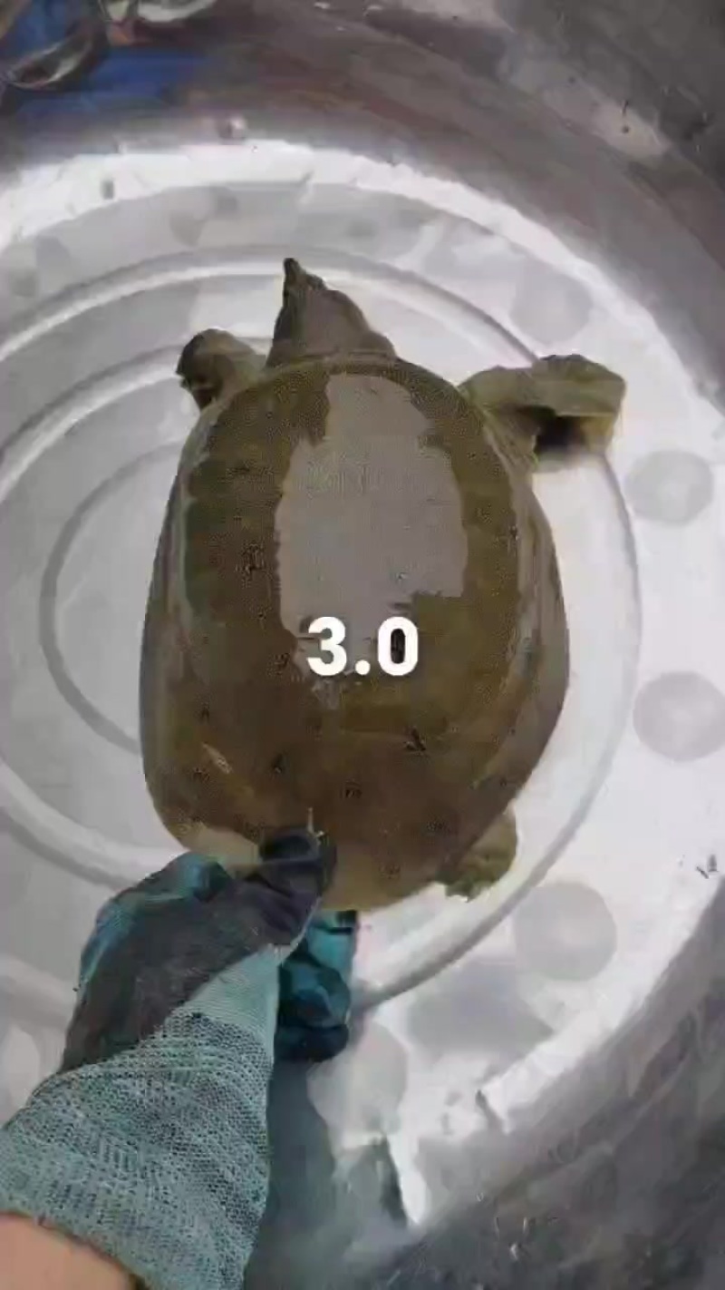 鳖枪打的甲鱼