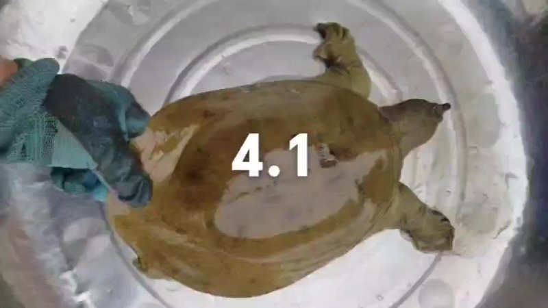 鳖枪打的甲鱼