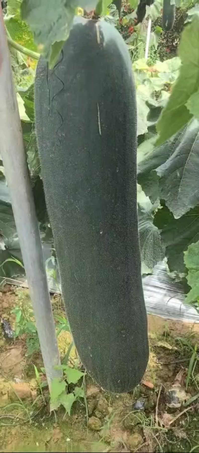精品吊冬瓜大量供应中