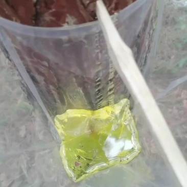 松脂