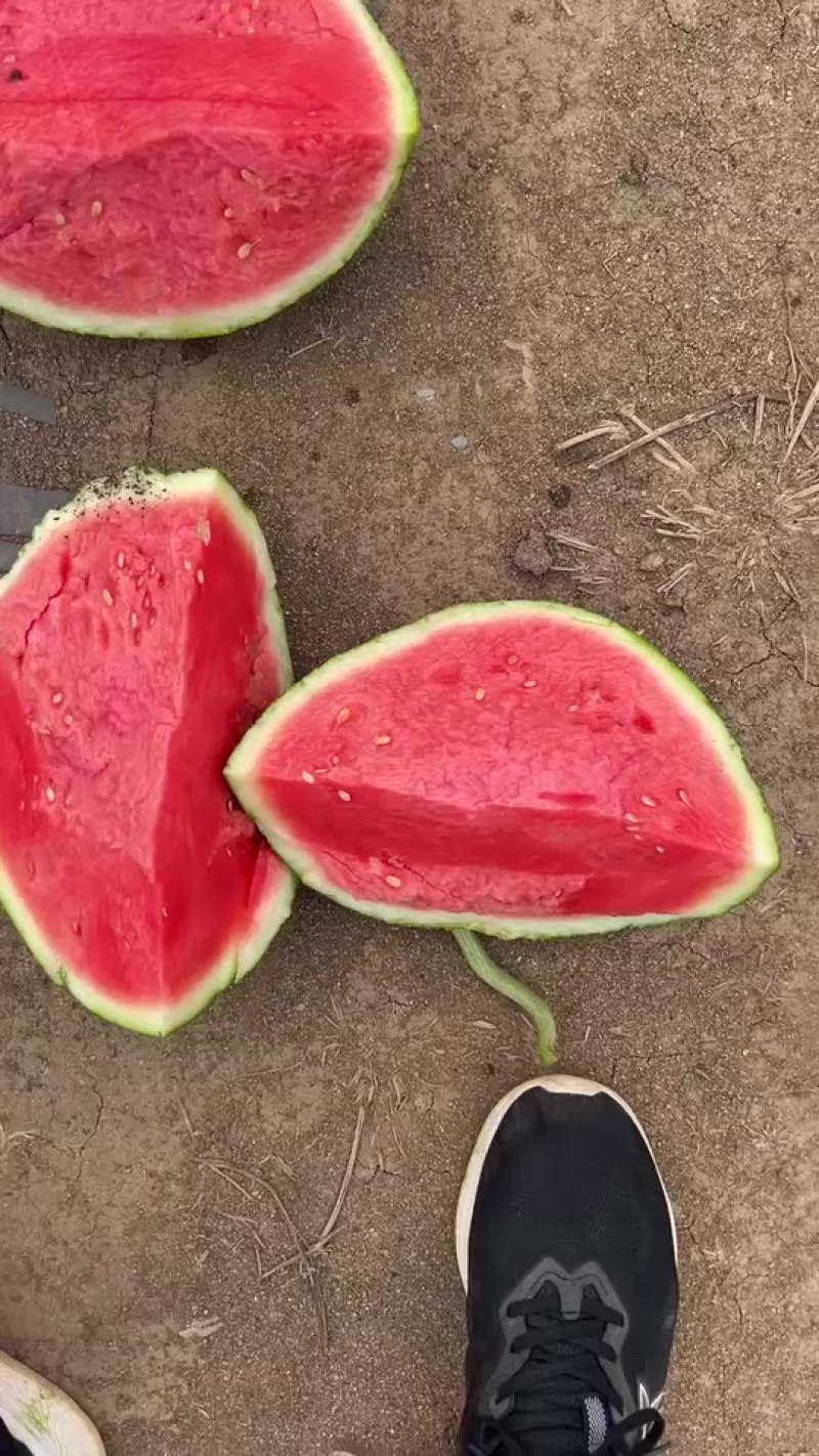 代办代发大棚无籽美都西瓜🍉，质量三包，糖度高