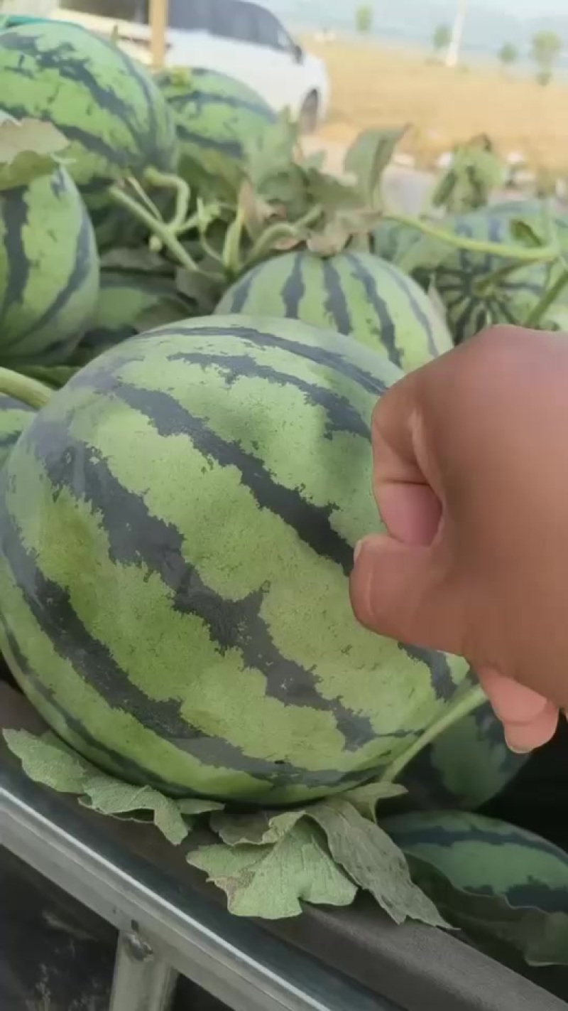 代办代发大棚无籽美都西瓜🍉，质量三包，糖度高