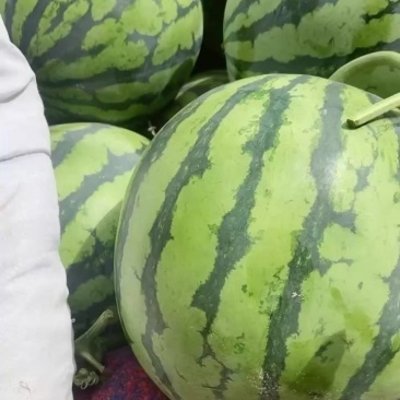代办代发大棚无籽美都西瓜🍉，质量三包，糖度高
