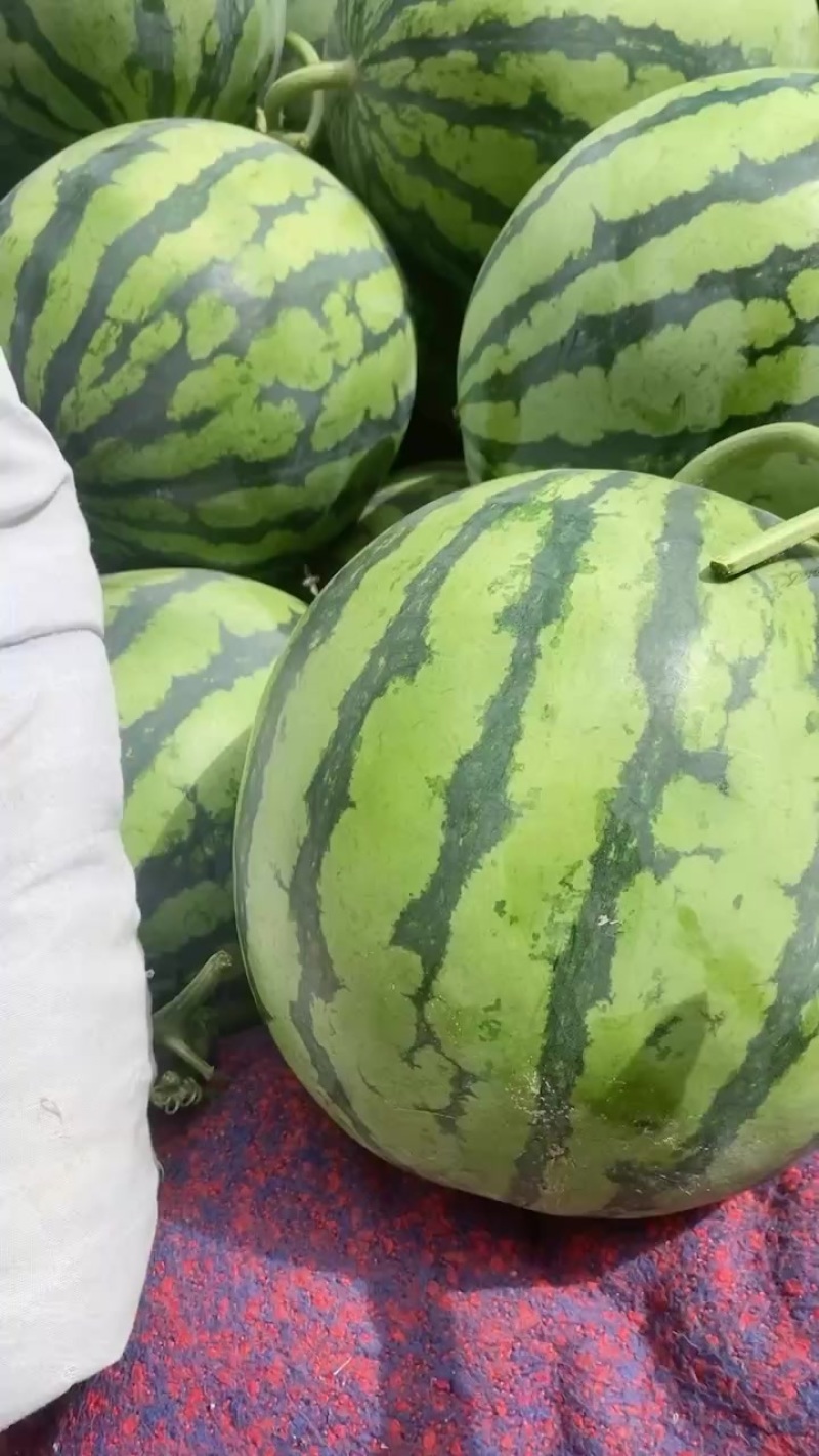 代办代发大棚无籽美都西瓜🍉，质量三包，糖度高
