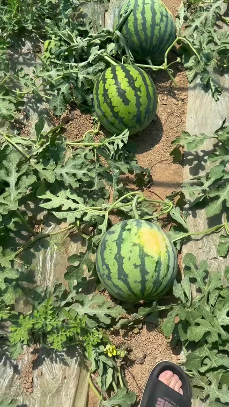 代办代发大棚无籽美都西瓜🍉，质量三包，糖度高