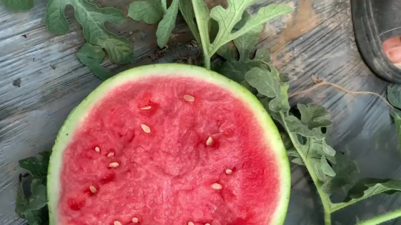 代办代发大棚无籽美都西瓜🍉，质量三包，糖度高