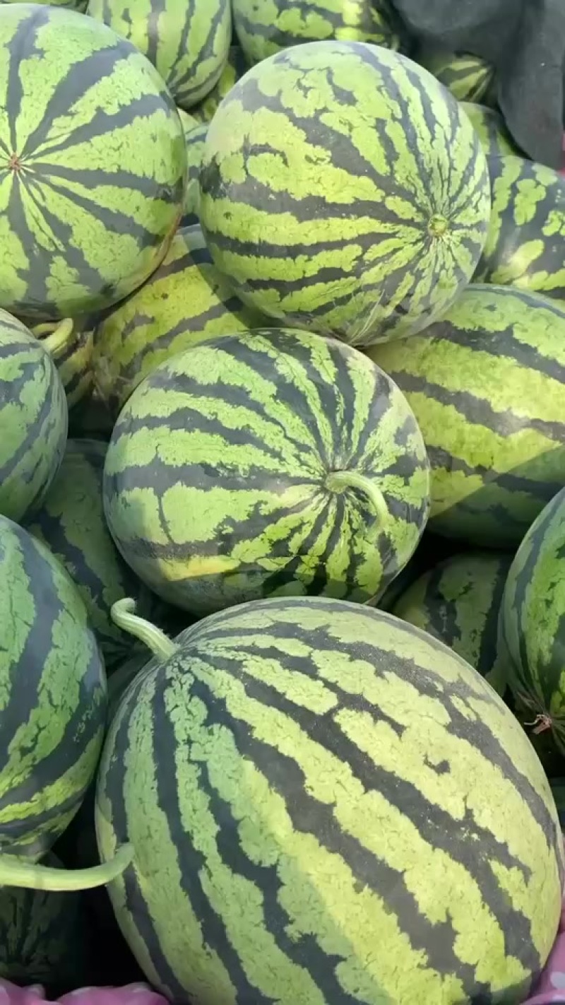代办代发大棚无籽美都西瓜🍉，质量三包，糖度高