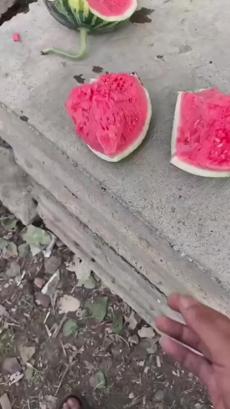 代办代发大棚无籽美都西瓜🍉，质量三包，糖度高