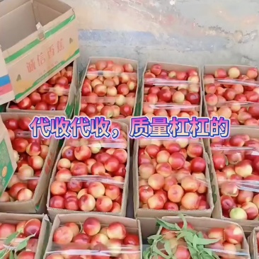 油桃