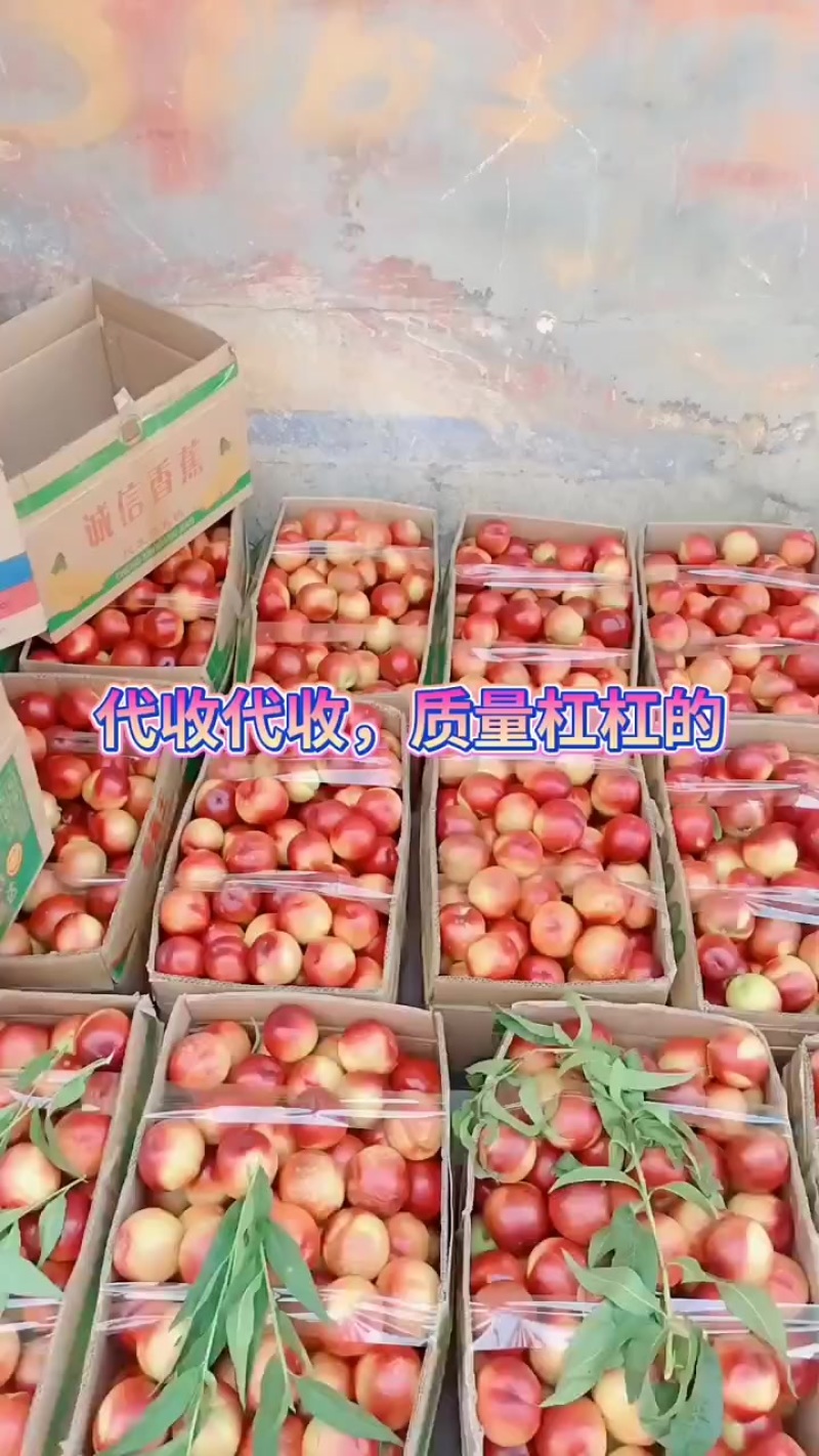 油桃