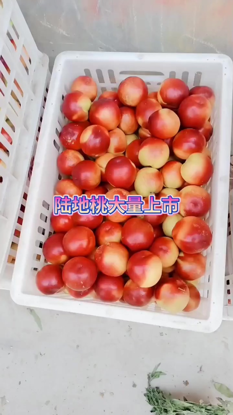 油桃