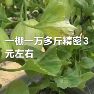 诚信为本，大量香瓜，