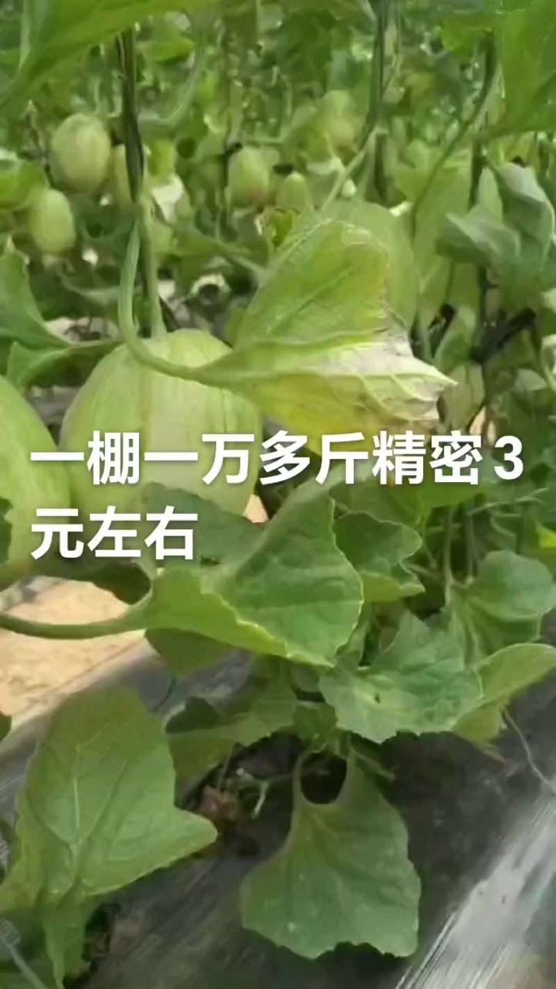 诚信为本，大量香瓜，