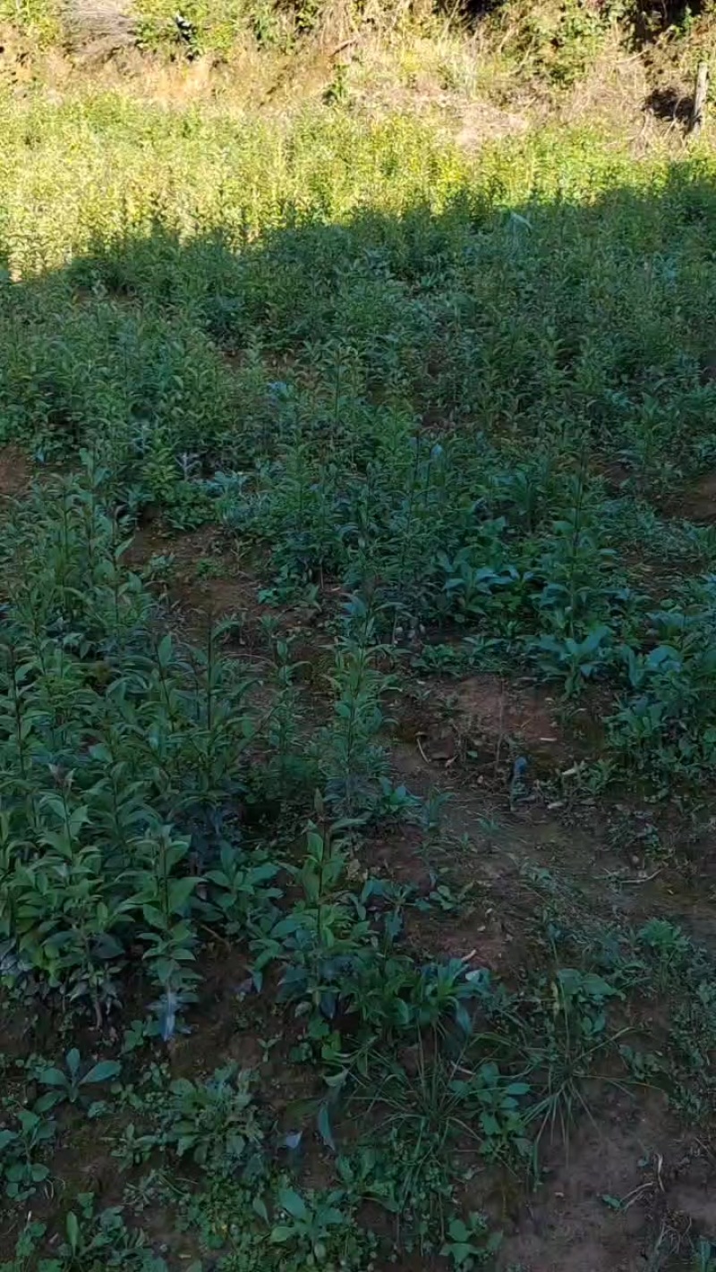 大叶女贞，无纺袋杯苗，裸根苗