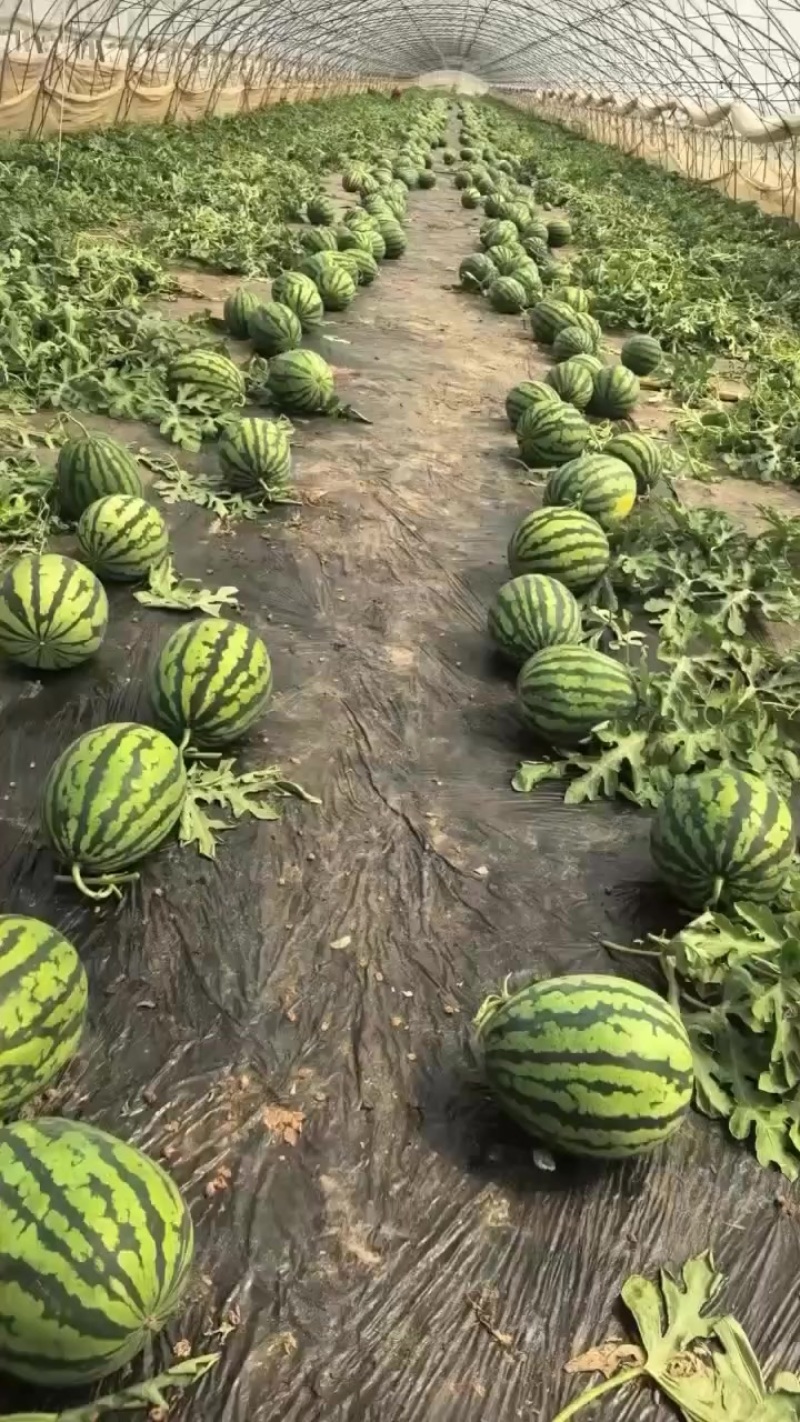 甜王西瓜