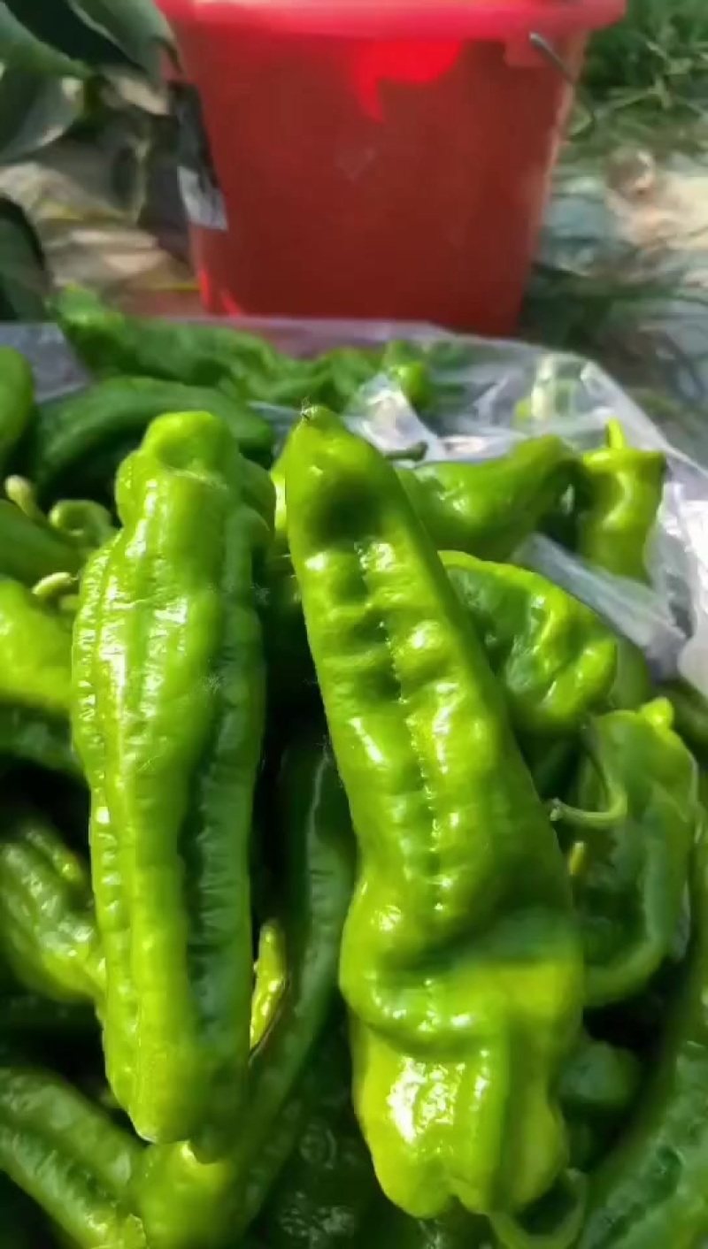 精品泡椒产地直发价格**