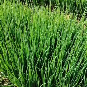 小香葱