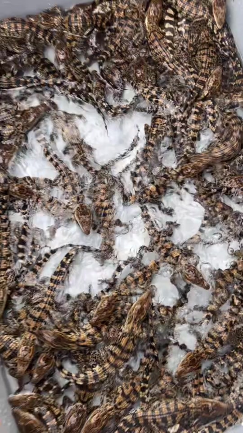 宠物鳄鱼苗