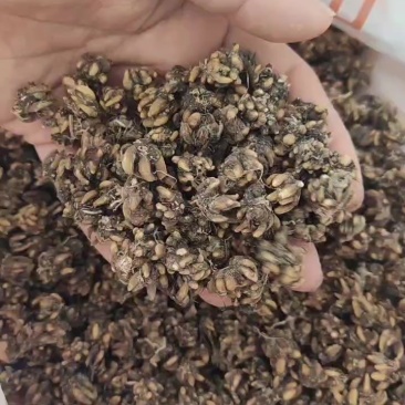 中药材猫爪草