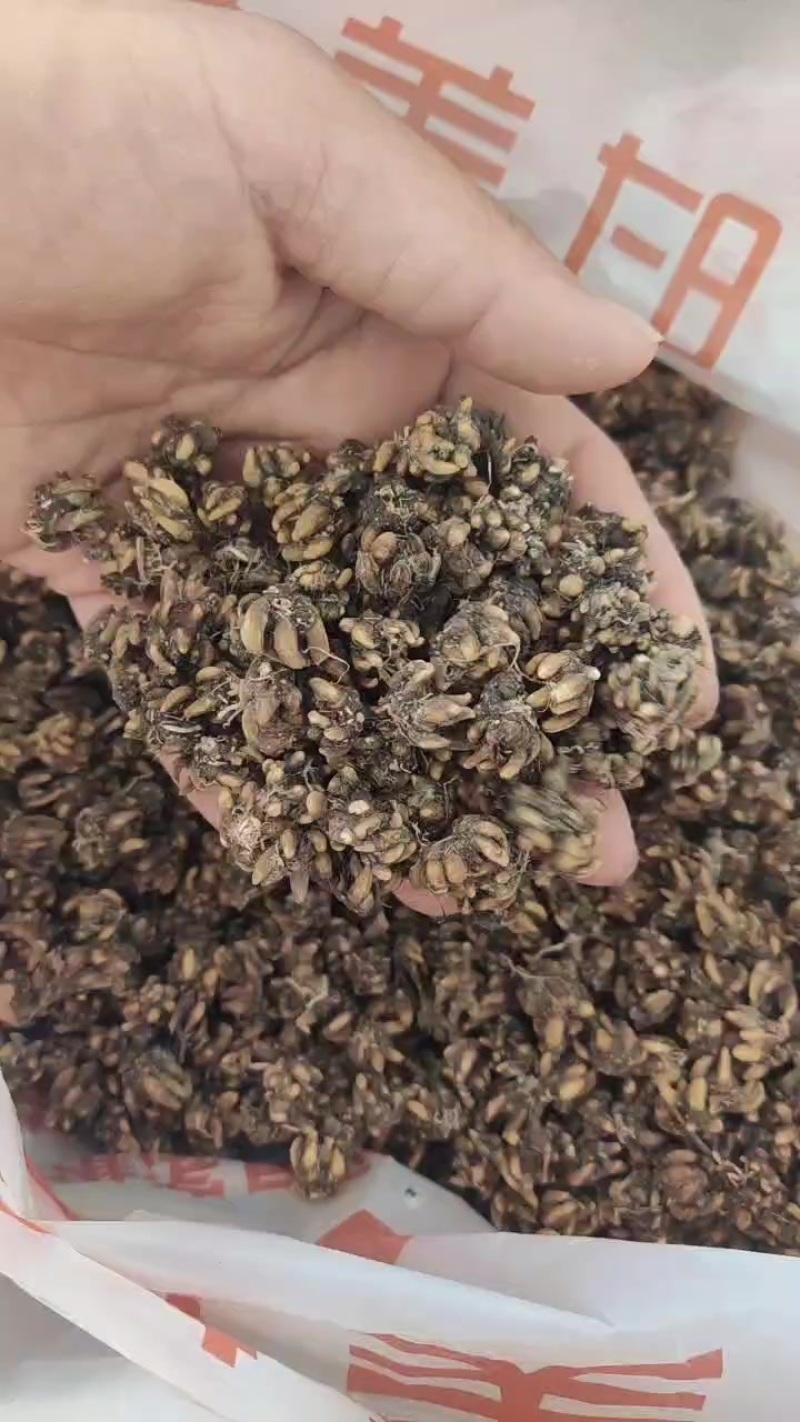 中药材猫爪草