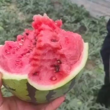 精品货舒度高小薄皮大红瓤大黑籽的货懂的来价格美丽