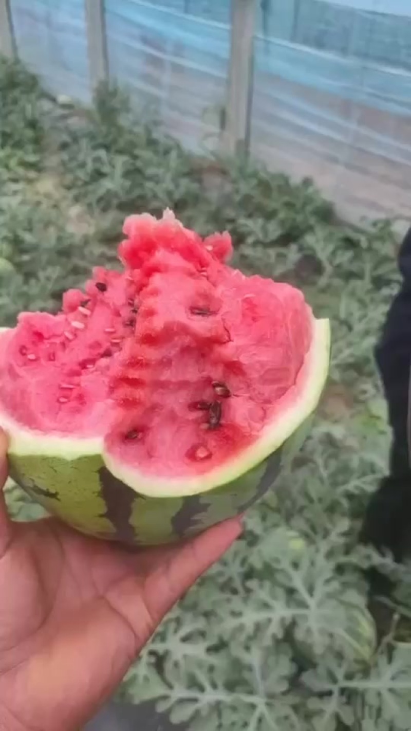 精品货舒度高小薄皮大红瓤大黑籽的货懂的来价格美丽