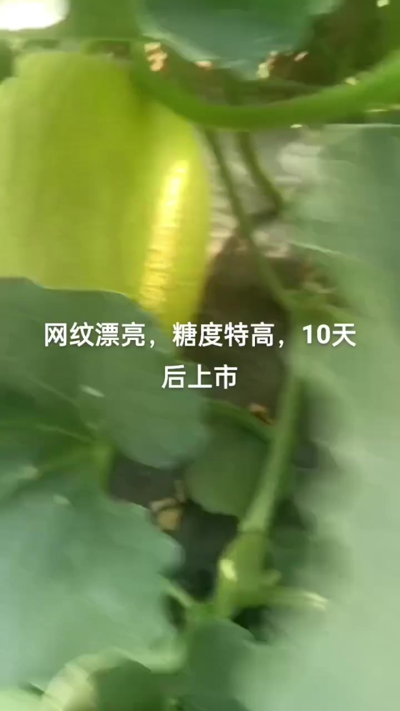 网纹脆肉哈密瓜